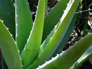 Can Aloe Vera Cause Hair Loss