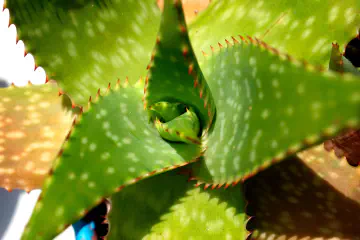 How to Use Aloe Vera for the Hair