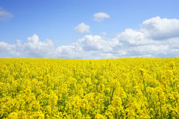 is Mustard Oil Good for Hair