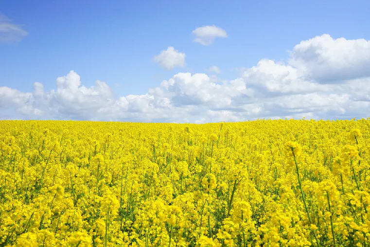 is Mustard Oil Good for Hair